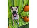 Adopt Max Mitchell a Terrier, Mixed Breed