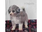 Mutt Puppy for sale in Nathalie, VA, USA