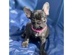 French Bulldog Puppy for sale in Margate, FL, USA