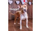 Adopt Nugget a Pit Bull Terrier