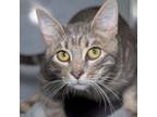 Adopt Kenji a Domestic Short Hair