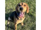 Adopt Boone a Hound