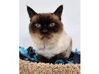 Adopt Mr. Sapphire a Siamese, Domestic Short Hair