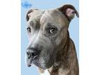 Adopt Marco a Pit Bull Terrier, Mixed Breed