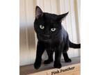 Adopt Pink Panther a Domestic Short Hair