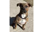 Adopt Rocky a Catahoula Leopard Dog