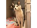 Adopt Navy a Domestic Short Hair