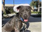 Adopt Jesse a Pit Bull Terrier