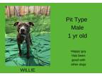 Adopt Willie a Pit Bull Terrier