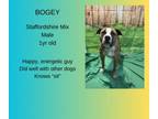 Adopt Bogey a Staffordshire Bull Terrier, Pit Bull Terrier