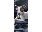 Adopt Irwin a Pit Bull Terrier, Mixed Breed
