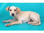 Adopt Mako a Labrador Retriever, Great Dane