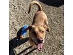 Adopt Bear a Catahoula Leopard Dog