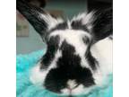 Adopt Rorschach a Lionhead, English Spot