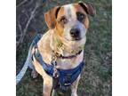 Adopt Winston a Cattle Dog