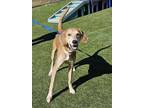 Adopt Dakota a Hound