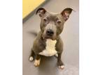 Adopt Zeus a Pit Bull Terrier