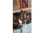 Adopt Spencer and Tracey a Tabby