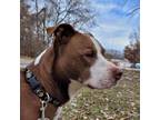 Adopt Zeke a Pit Bull Terrier