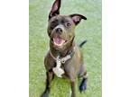 Adopt Zeus a Pit Bull Terrier, Mixed Breed