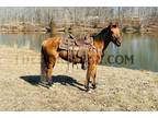 Dun Quarter Horse Mare - Available on [url removed]