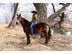 Sooty Buckskin Quarter Horse Gelding - Available on [url removed]