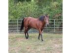 12yo QH broodmare only.