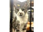 Adopt Forrest a Domestic Short Hair