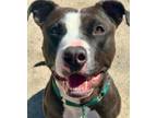 Adopt Max a Pit Bull Terrier