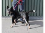 Adopt Bandit a Australian Cattle Dog / Blue Heeler