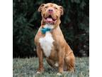 Adopt Orion a Pit Bull Terrier, Mixed Breed