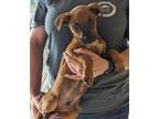 Adopt Bentley a German Shepherd Dog, Pit Bull Terrier