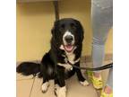 Adopt 23-1042 "Juniper" a Great Pyrenees