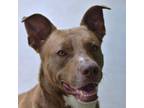 Adopt Blue a Mixed Breed