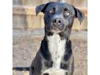 Adopt Sir Harvey a Labrador Retriever