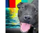 Adopt Rockie a Pit Bull Terrier, Black Labrador Retriever