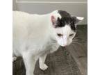 Adopt Oogie a Domestic Short Hair