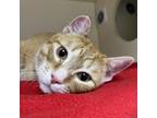 Adopt DJ a Domestic Short Hair