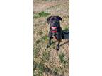 Adopt Peavy a Labrador Retriever