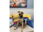 Adopt KRINGLE a Black and Tan Coonhound, Mixed Breed