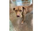 Adopt CARMELLO a Pit Bull Terrier, Mixed Breed
