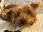 Adopt Gus a Yorkshire Terrier