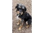 Adopt Max a Schnauzer, Wirehaired Terrier