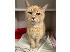 Adopt Tiger a Domestic Short Hair