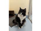 Adopt Sammy a Domestic Long Hair