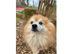 Adopt Chase a Pomeranian