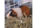 Adopt Benji a Guinea Pig