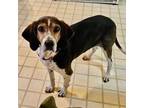 Adopt Henry is ADOPTED! a Hound
