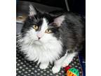 Adopt Harold a Domestic Medium Hair