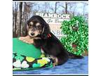 Dachshund Puppy for sale in Mountain View, AR, USA